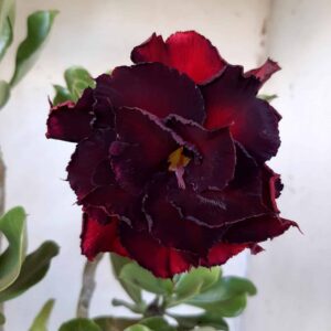 Planta Dobrada 2088 – 35cm – 03 anos