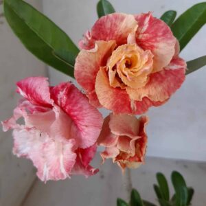 Planta Dobrada 2089 – 25cm – 01 ano
