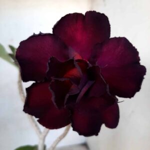 Planta Dobrada 2090 – 30cm – 01 ano