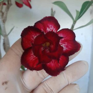 Planta Dobrada 2097 – 35cm – 02 anos