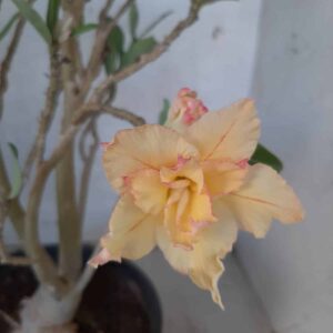 Planta Dobrada 2100 – 35cm – 02 anos