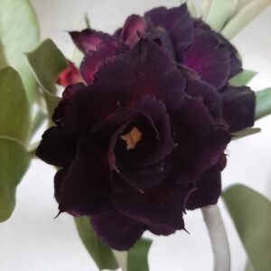Planta Dobrada 2102 – 35cm – 03 anos