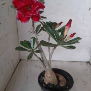 Planta Dobrada 2103 – 30cm – 02 anos