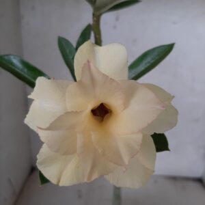 Planta Dobrada 2104 – 30cm – 02 anos