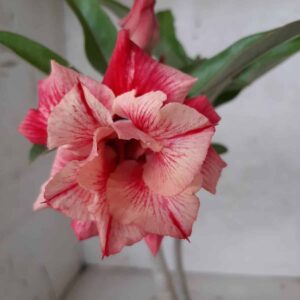 Planta Dobrada 2105 – 25cm – 02 anos