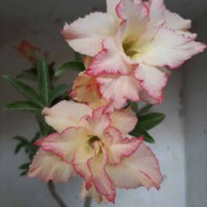 Planta Dobrada 2106 – 35cm – 02 anos
