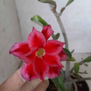 Planta Dobrada 2112 – 30cm – 02 anos