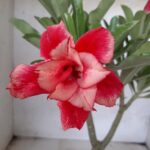 ENXERTO 11416 – 30cm (cor LM 656)