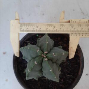 ASTROPHYTUM MYRIOSTIGMA cv FUKURYU Nudum  Nº 220 – vaso 15