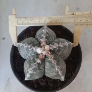 ASTROPHYTUM cv KIKKO MYRIOSTIGMA  Nº 432 – vaso 15