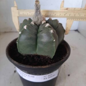 ASTROPHYTUM cv KIKKO  Nº 449 – vaso 15