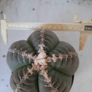 ASTROPHYTUM cv KIKKO Nº 451 – vaso 15