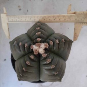ASTROPHYTUM cv KIKKO  Nº 452 – vaso 15