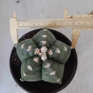 ASTROPHYTUM cv KIKKO  Nº 455 – vaso 15