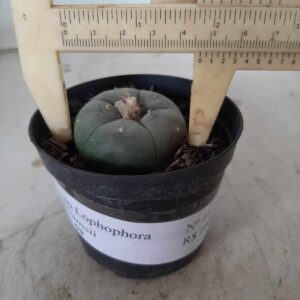 Cacto Lophophora Williamsii Nº 41 - vaso 09