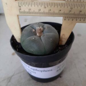 Cacto Lophophora Williamsii Nº 40 - vaso 09