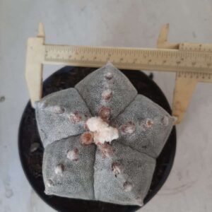 ASTROPHYTUM MYRIOSTIGMA  Nº 389 – vaso 15