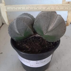 ASTROPHYTUM MYRIOSTIGMA "4 Quinas" BICÉFALO  Nº 302 – vaso 15