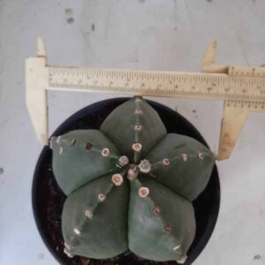 ASTROPHYTUM MYRIOSTIGMA "Nudum" Nº 301 – vaso 15