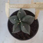 ASTROPHYTUM MYRIOSTIGMA "NUDUM"  Nº 390 – vaso 15