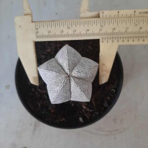 ASTROPHYTUM MYRIOSTIGMA Onzuka Nº 223 – vaso 11