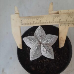 ASTROPHYTUM MYRIOSTIGMA Onzuka Nº 225 – vaso 11