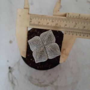 ASTROPHYTUM MYRIOSTIGMA Onzuka "4 Quinas" Nº 331 – vaso 09
