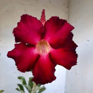 Planta Simples 2094 – 35cm – 03 anos