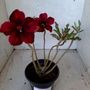 Planta Simples 2095 – 25cm – 02 anos