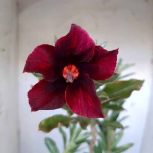 Planta Simples 2097 – 35cm – 03 anos