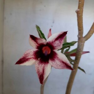 Planta Simples 2098 – 35cm – 02 anos
