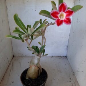 Planta Simples 2099 – 30cm – 02 anos