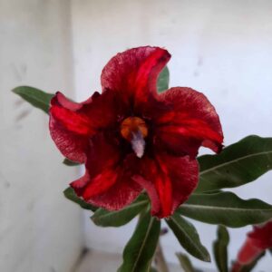 Planta Simples 2100 – 30cm – 02 anos
