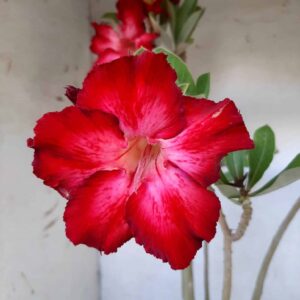 Planta Simples 2103 – 40cm – 03 anos