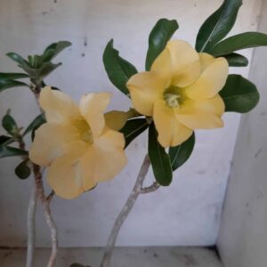 Planta Simples 2108 – 30cm – 02 anos
