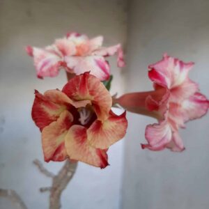Planta Simples 2109 – 30cm – 02 anos