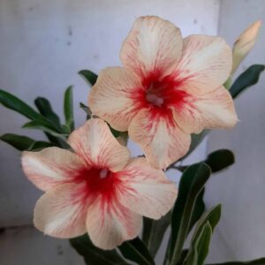 Planta Simples 2111 – 25cm – 01 ano