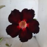 Planta Simples 2116 – 30cm – 01 ano