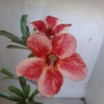 Planta Simples 2121 – 30cm – 01 ano