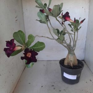 Planta Simples 2124 – 30cm – 02 anos