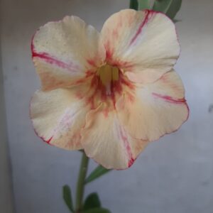 Planta Simples 2125 – 30cm – 01 ano