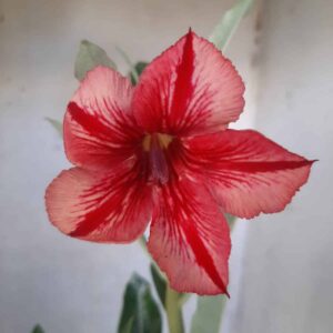 Planta Simples 2126 – 30cm – 01 ano