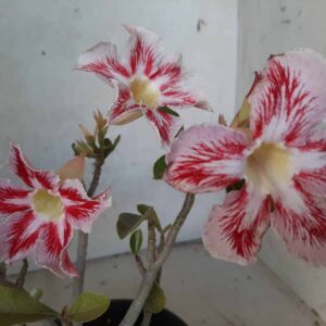Planta Simples 2129 – 22cm – 01 ano