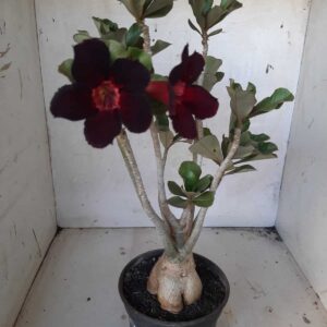 Planta Simples 2130 – 35cm – 03 anos