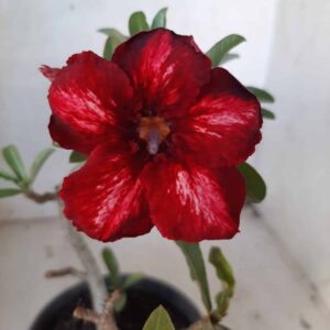 Planta Simples 2131 – 20cm – 01 ano