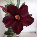 Planta Simples 2134 – 30cm – 01 ano