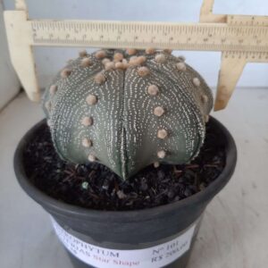 ASTROPHYTUM ASTERIAS STAR SHAPE Nº 101 – vaso 15