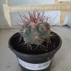 THELOCACTUS Hexaedrophorus Nº 44 – VASO 15