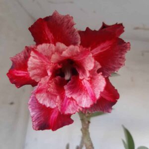 Planta Dobrada 2093 – 30cm – 02 anos