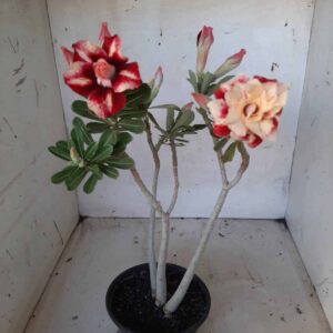 Planta Dobrada 2094 – 30cm – 02 anos
